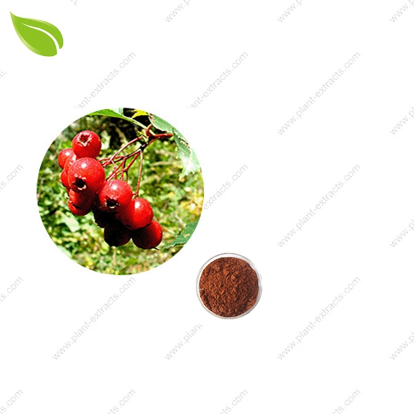 Hawthorn Leaf Extract