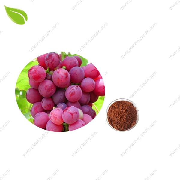 Grape Seed Extract