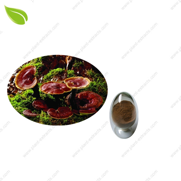 Ganoderma Extract