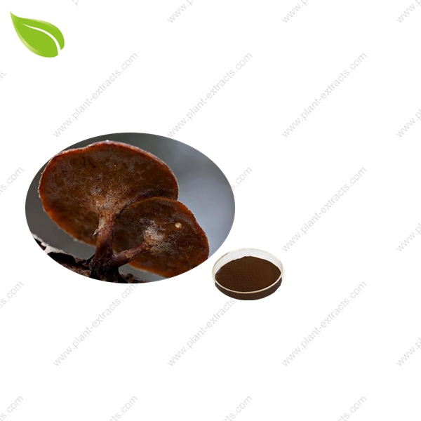 Polyporus Umbrellatus Extract