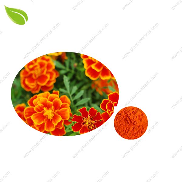 Marigold Extract