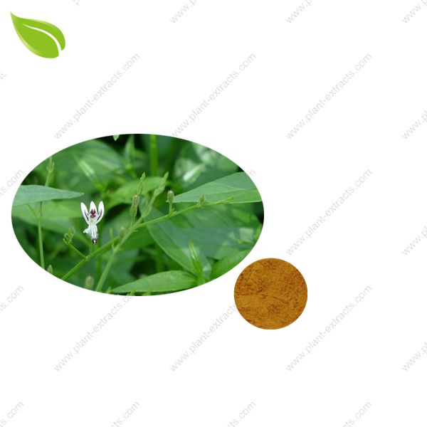 Andrographis Extract