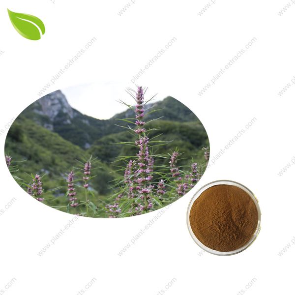 Motherwort Extract