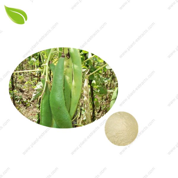 White Kidney Bean Extract