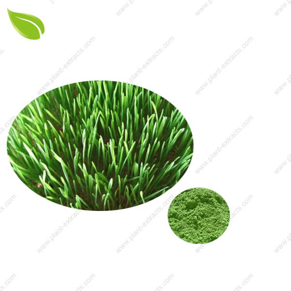 Wheat Grass Powder