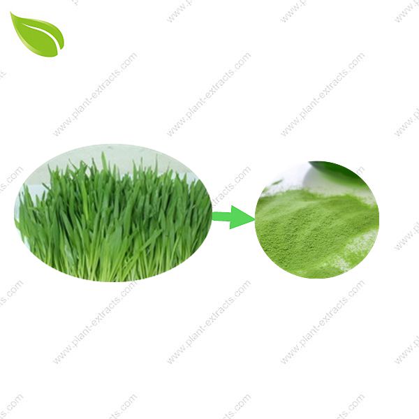 Barley Grass Powder