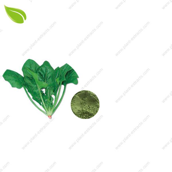 Spinach Powder