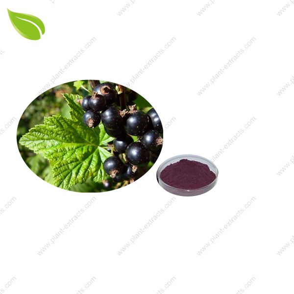 Blackcurrant Juice Powder