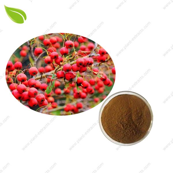 Hawthorn Extract