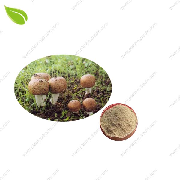 Agaricus Blazei Murill Powder