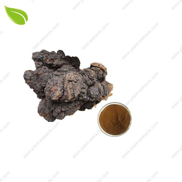 Chaga Mushroom Extract