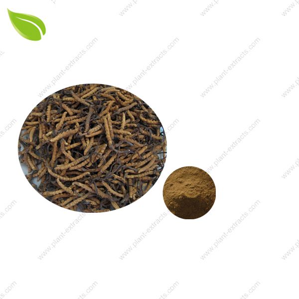 Cordyceps Mycelia Extract