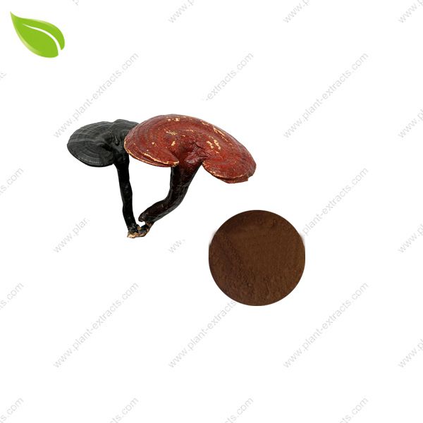 Ganoderma Extract