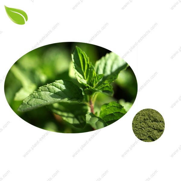 Mint Seasoning Powder