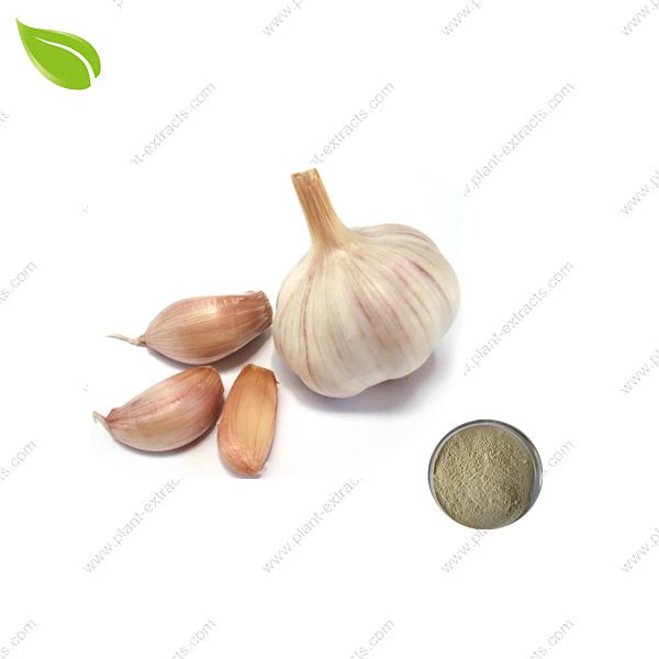 Garlic Extract