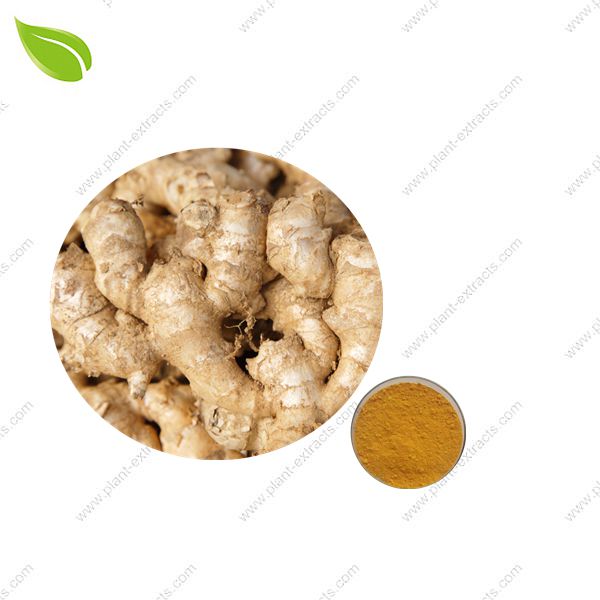 Curcuma Extract