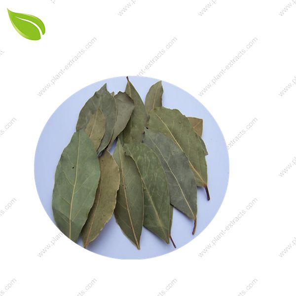 Bay Leaf Extract